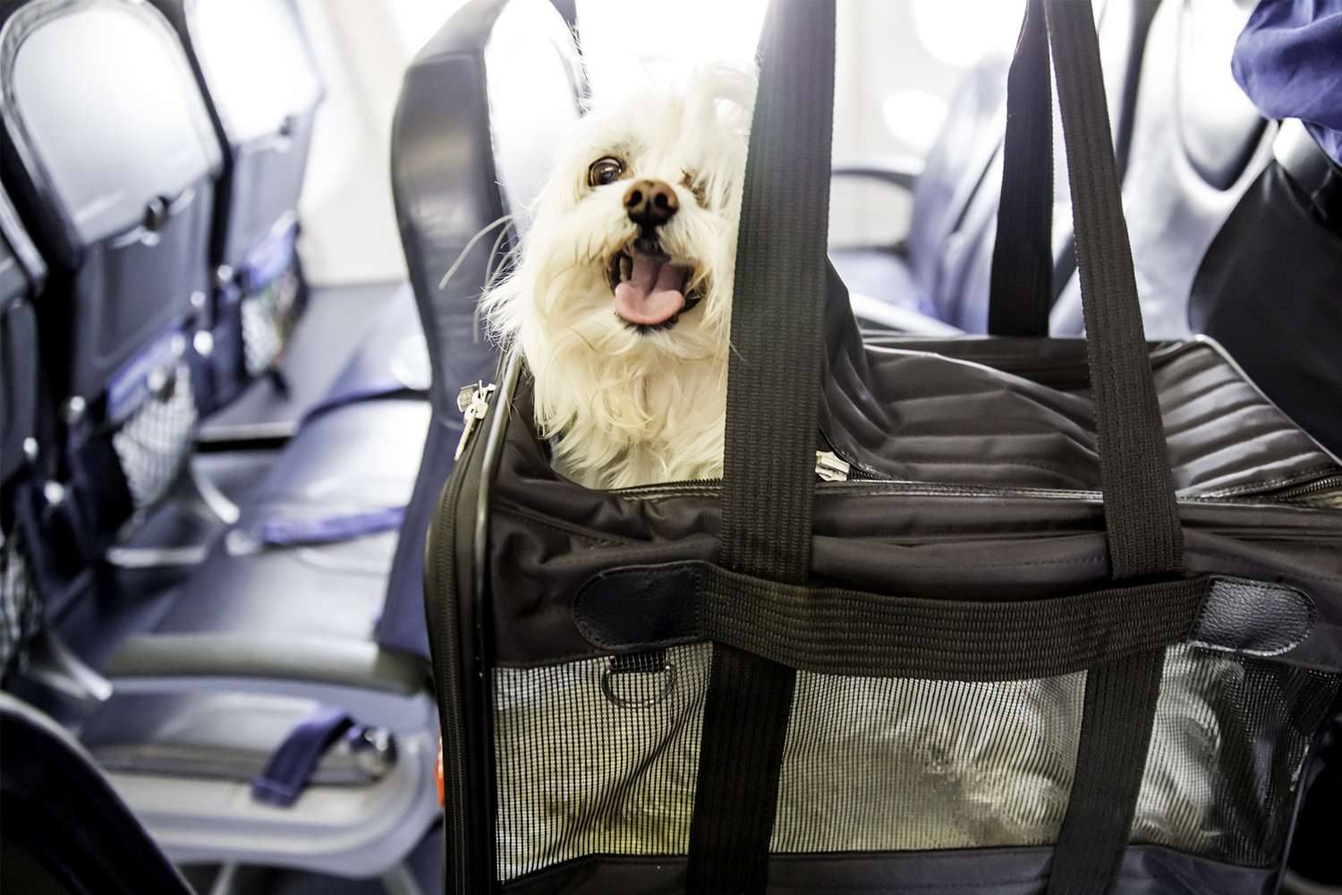 Can Dogs Travel on American Airlines?